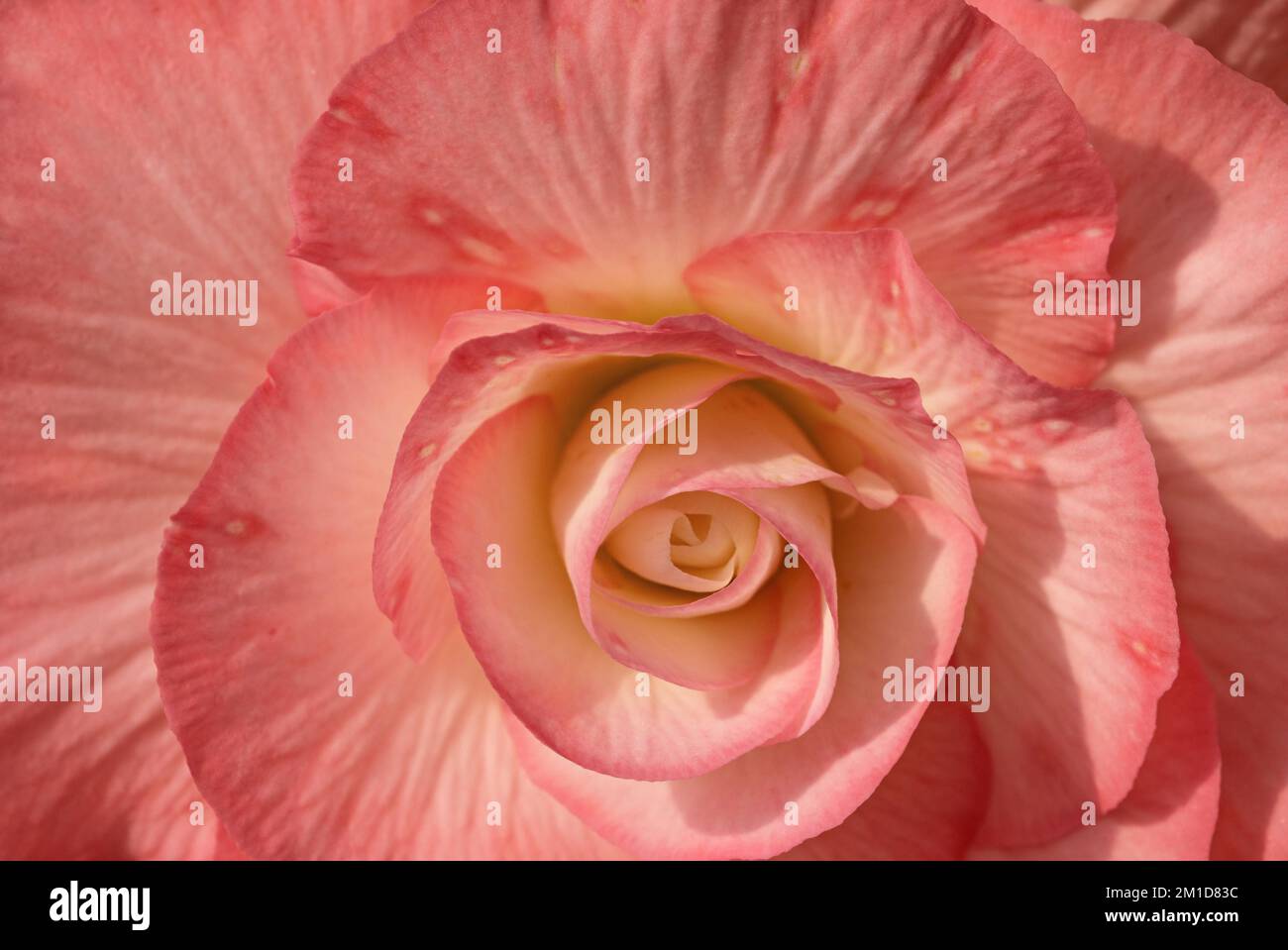 Ballarat Australia / The Annual Ballarat Begonia Festival is a popular event in the City of Ballarat. Stock Photo