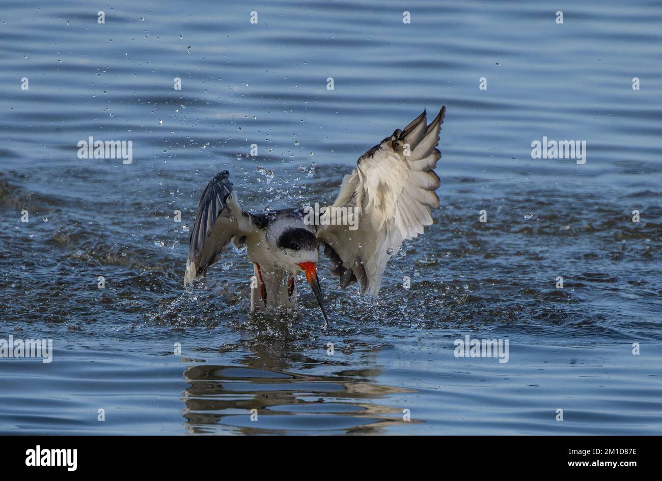 Skimmer birds hires stock photography and images Alamy