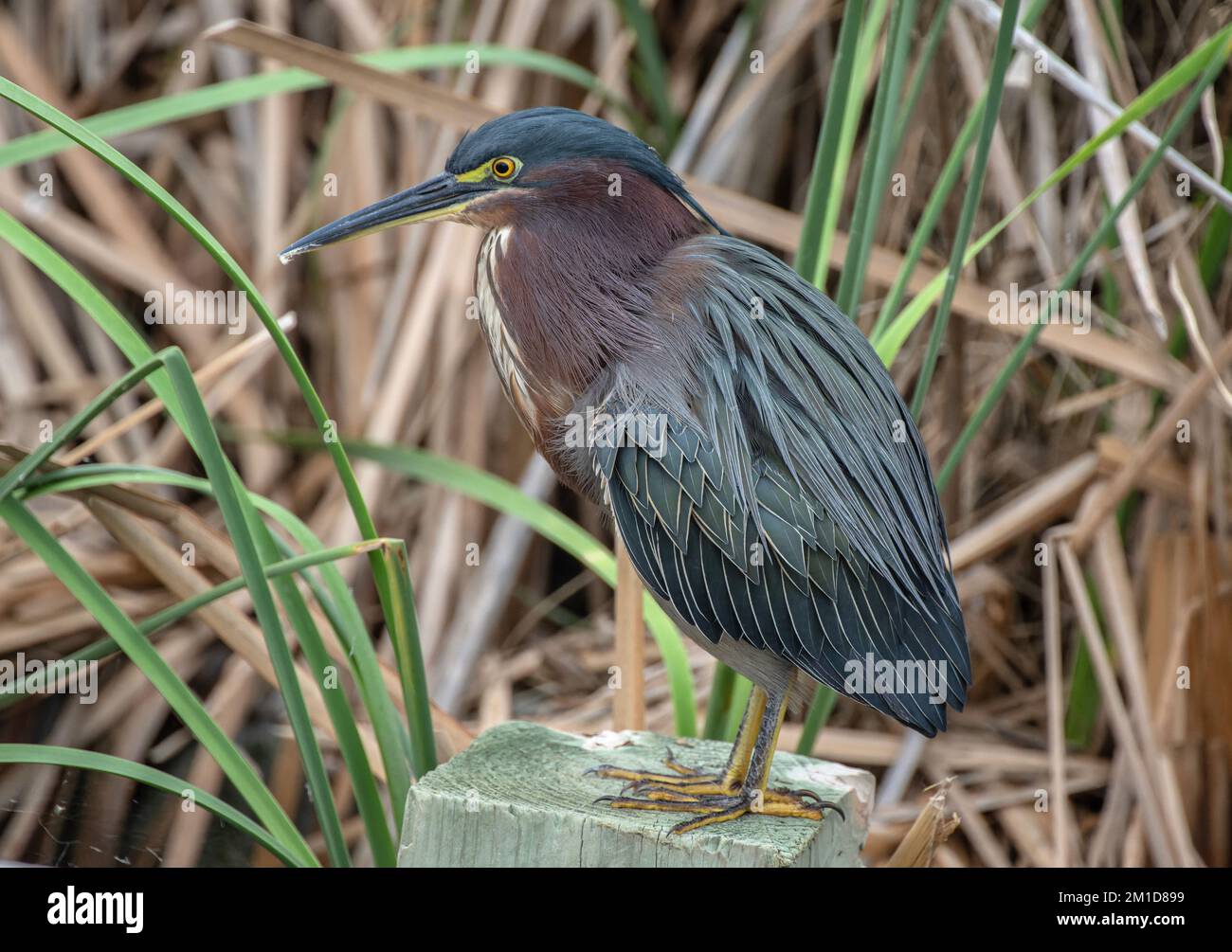 Green heron, Butorides virescens, resting and preening on post, Texas. Stock Photo
