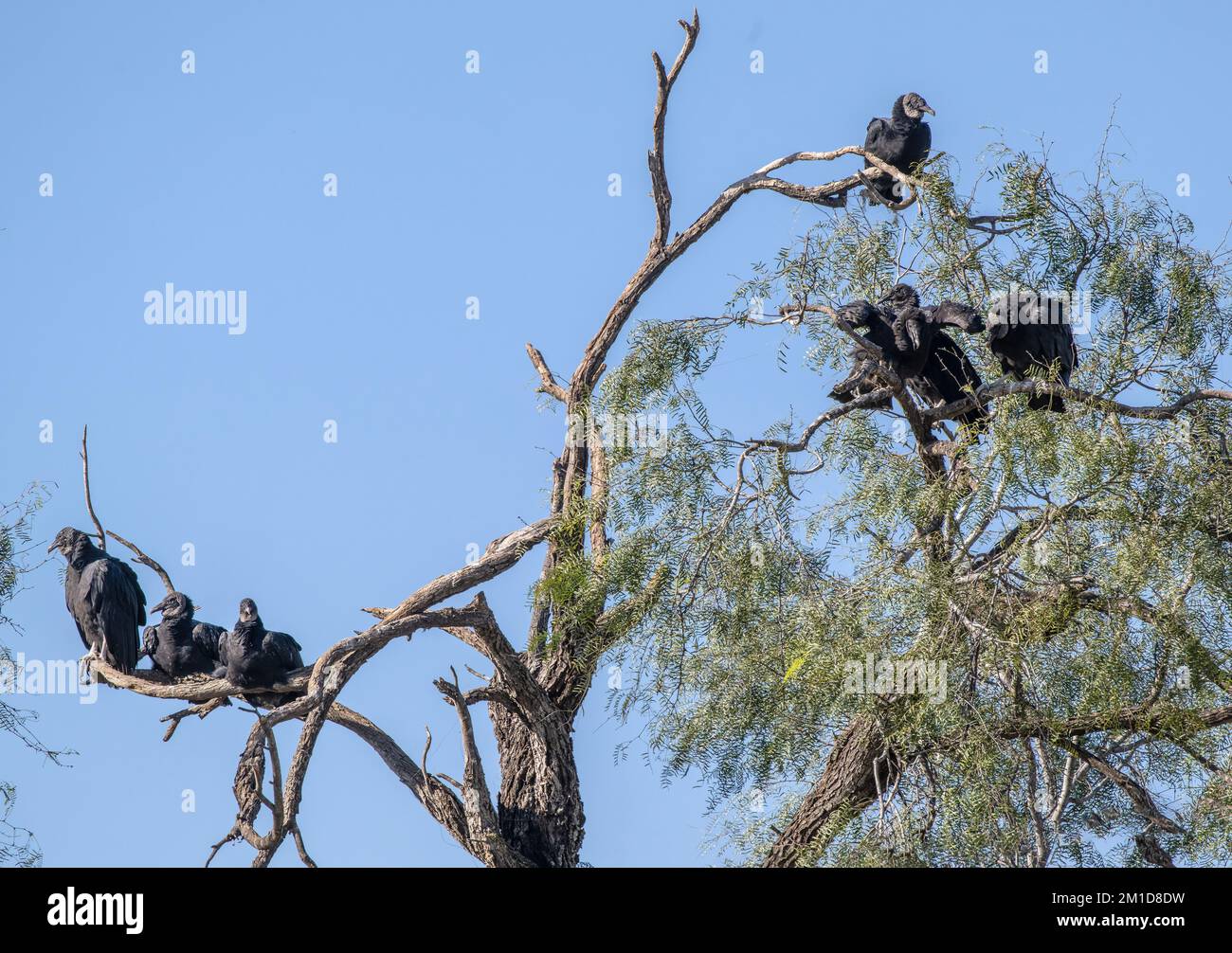 Group of Black vultures, Coragyps atratus, resting in Honey Mesquite tree, Prosopis glandulosa, Texas. Stock Photo