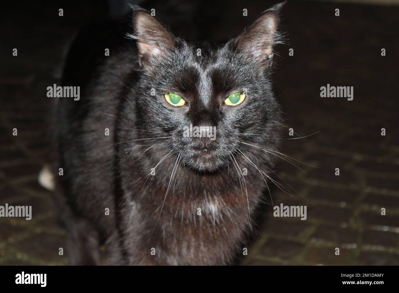 Occhi di gatto hi-res stock photography and images - Alamy, image size:1300x956