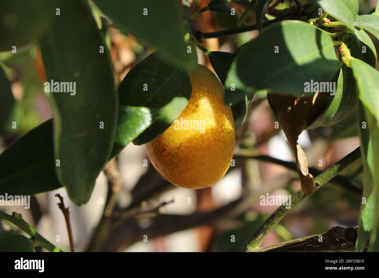 kumquat, cumquat, mandarino cinese, chinese mandarin Stock Photo