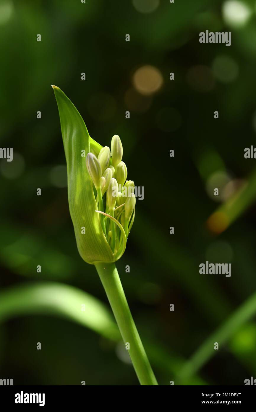Easter Lily close related species from Taiwan Stock Photo Alamy