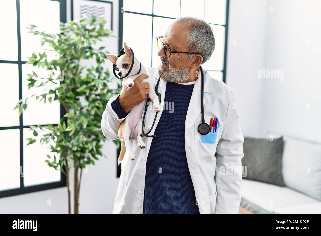 Senior grey-haired man wearing veterinarian uniform holding chihuahua with elizabethan collar at vet clinic Stock Photo
