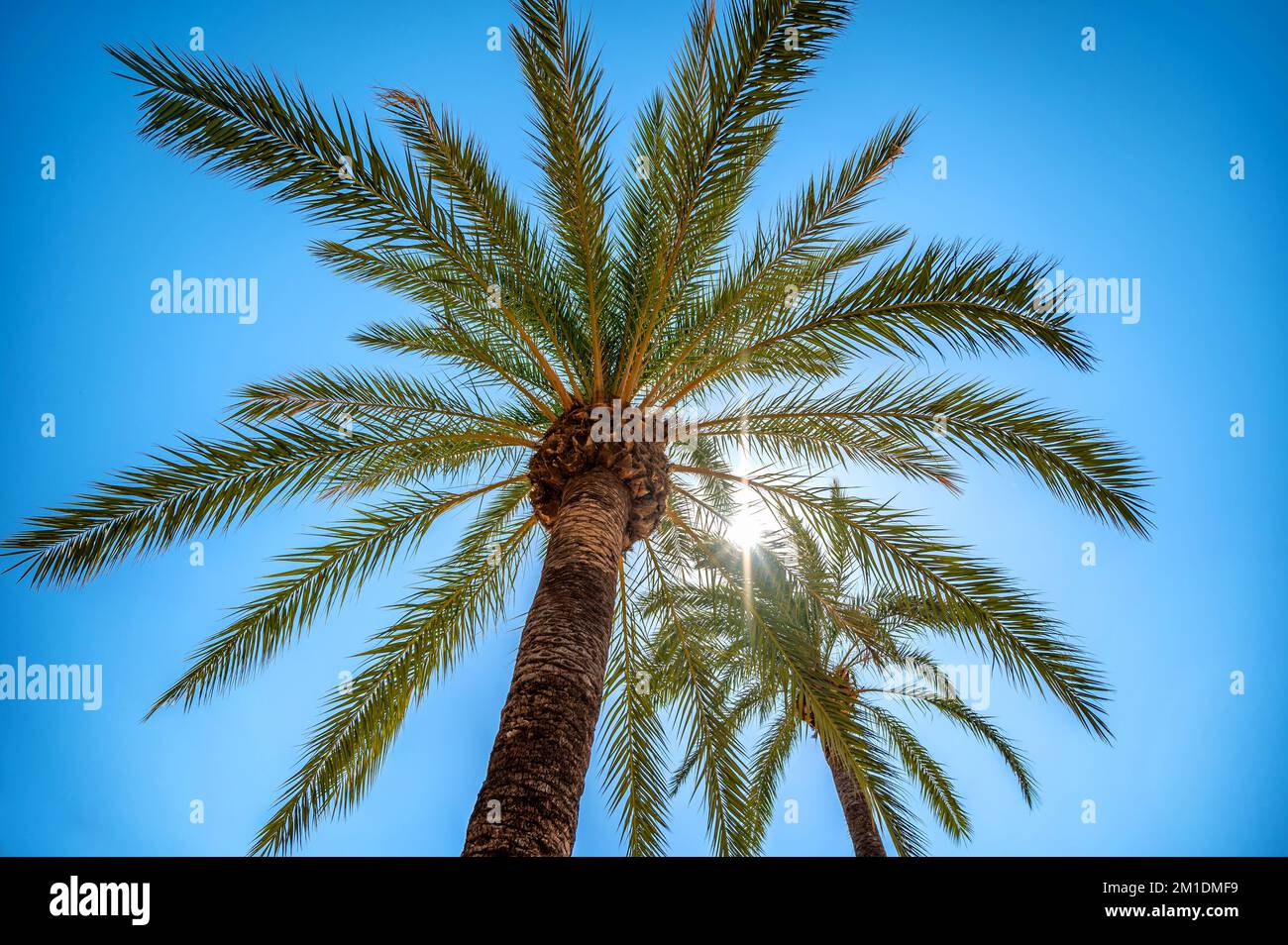 Real date palm tree in front of bright blue sky backlit by the sun Stock Photo