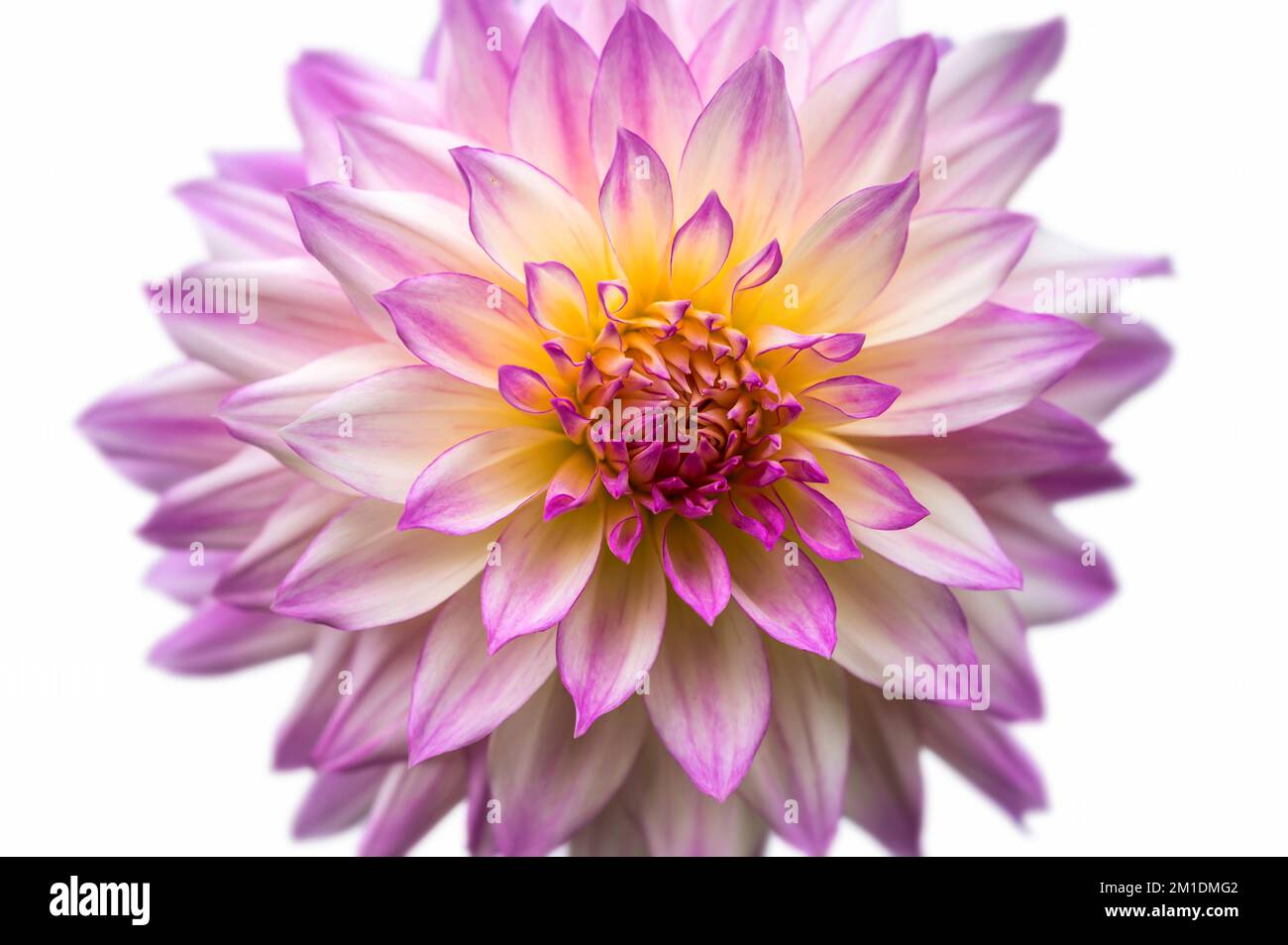 Isolated dahlia with intense colors against a white background Stock Photo