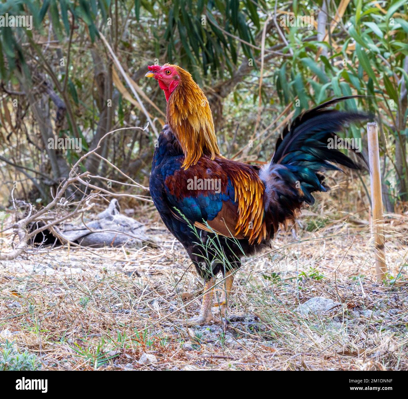 Closeup shot wild rooster hi-res stock photography and images - Alamy