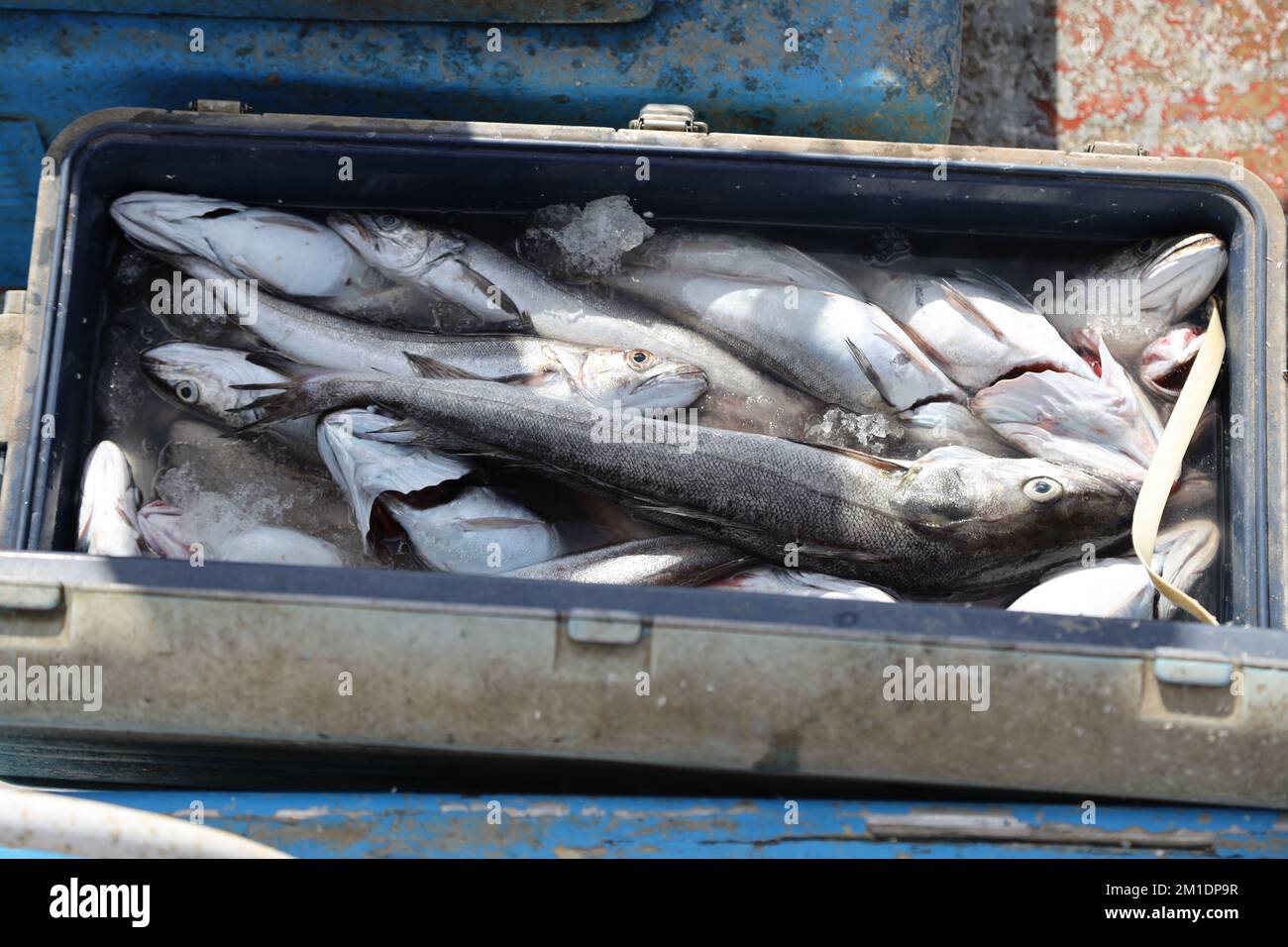 Fish freshly caught by fishermen in Cetara, Amalfi Coast, Italy Stock Photo