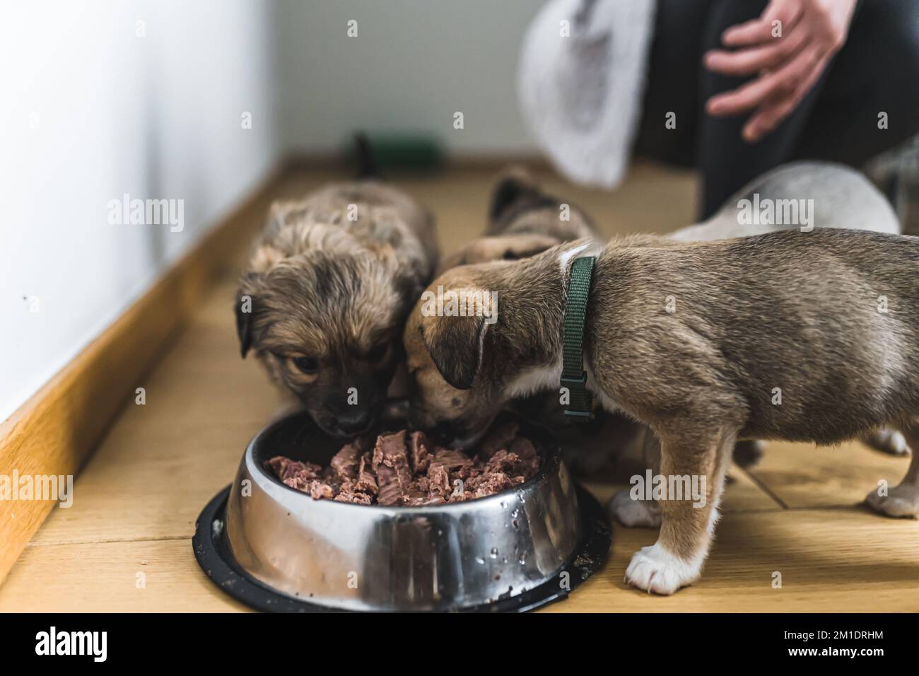 Can A 1 Month Old Puppy Eat Human Food