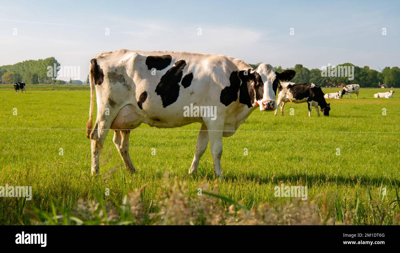 Dutch black and white cows in the meadow grassland with windmill ...
