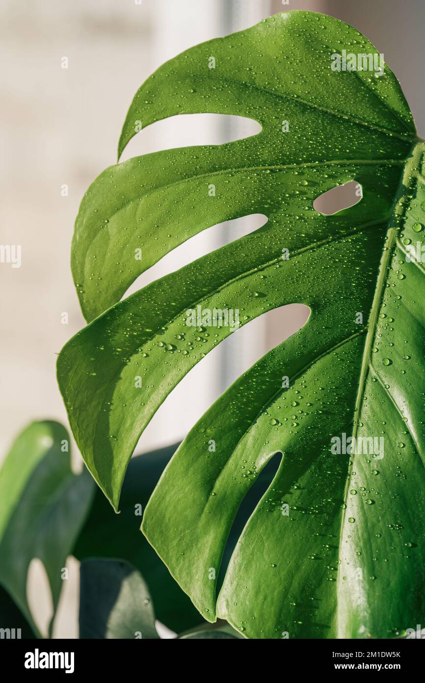 Monstera leaf close-up with water drops under sunlight Stock Photo - Alamy