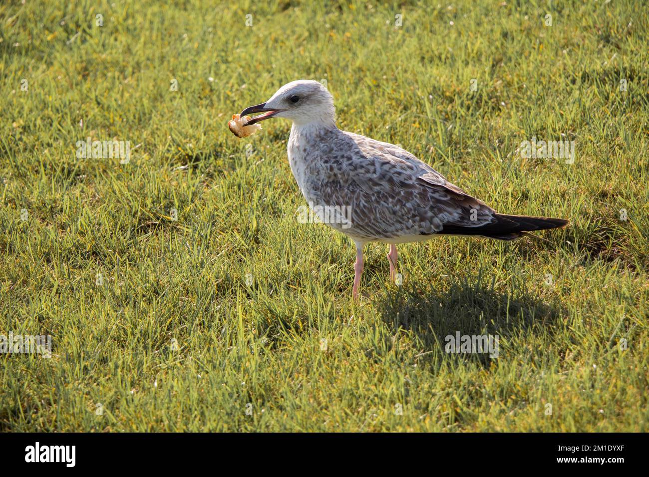 Beautiful seaside bird seagull on the green grass Stock Photo