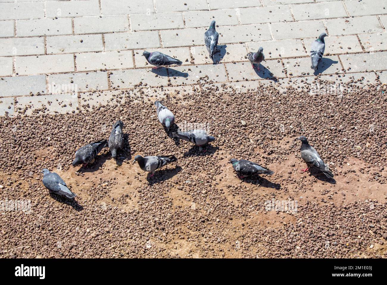 City pigeons looking for food on the ground Stock Photo