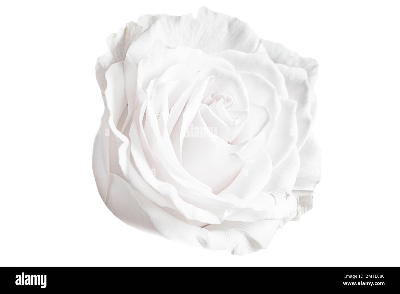 Beautiful white rose isolated on white background Stock Photo - Alamy