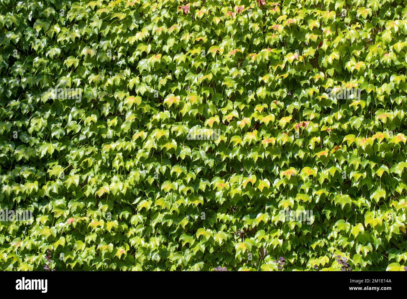 Green leaves of the spring season Stock Photo - Alamy