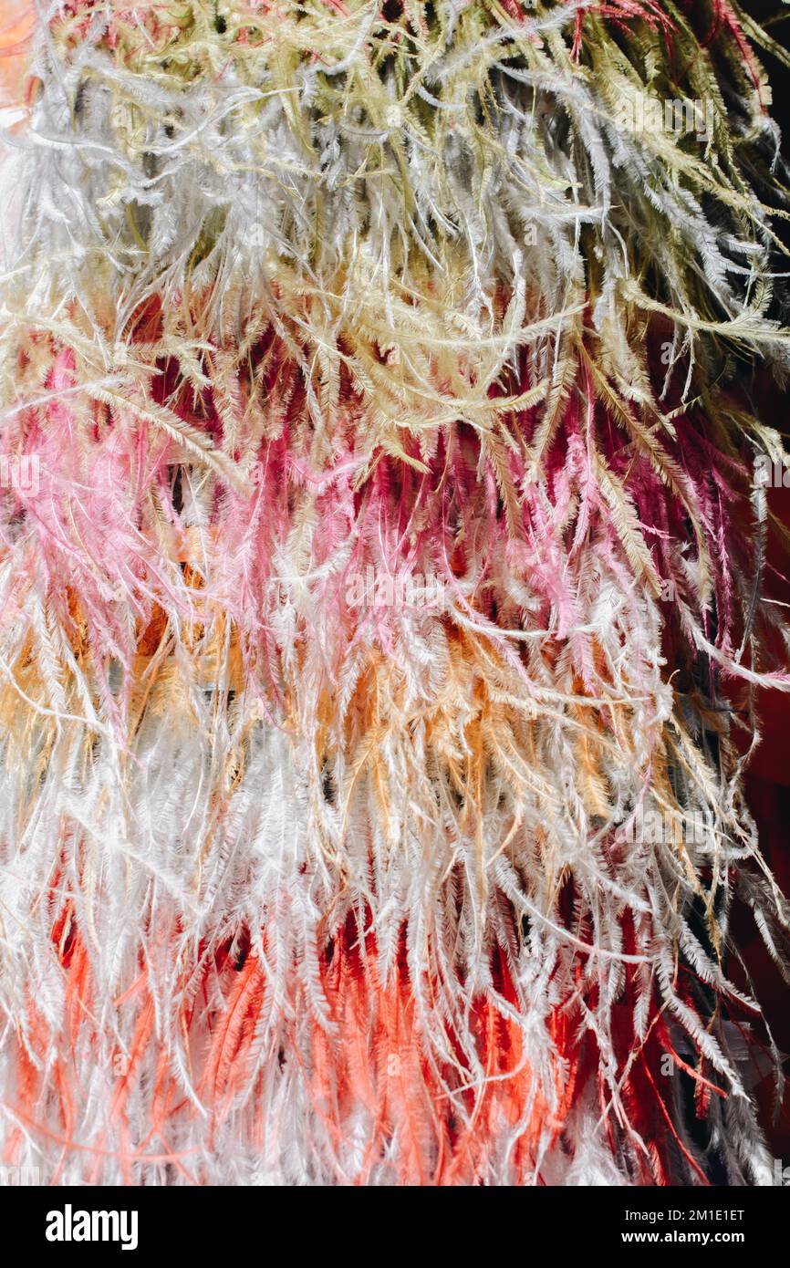 Collection of colored decorative feathers placed on white background