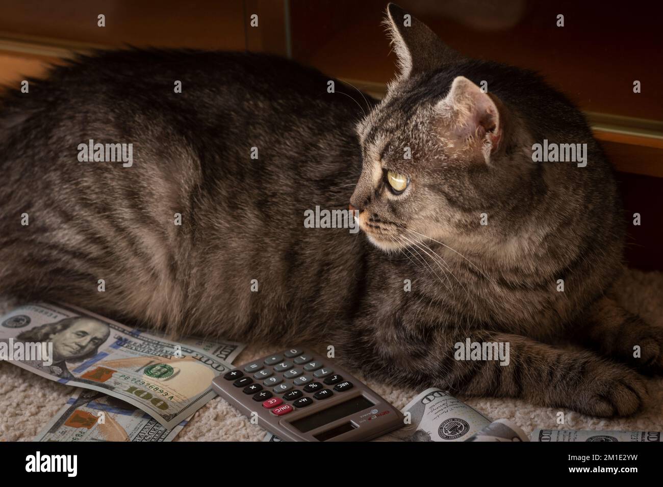 Fluffy tabby cat boss lying on a pile of american dollar banknotes and