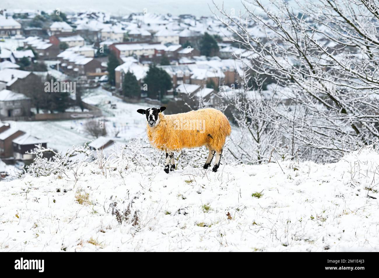 Brighton UK 12th December 2022 - Sheep graze in the snow near Brighton Racecourse this morning as the freezing weather is forecast to last for the next few days throughout Britain . : Credit Simon Dack / Alamy Live News Stock Photo