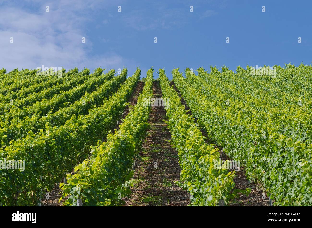 Wineyard with green grape vines in rows at a slope Stock Photo