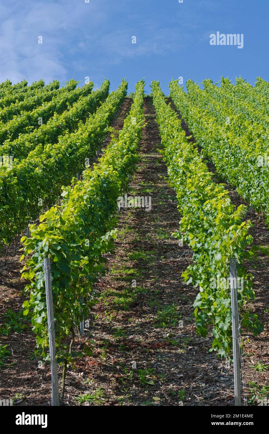 Wineyard with green grape vines in rows at a slope Stock Photo