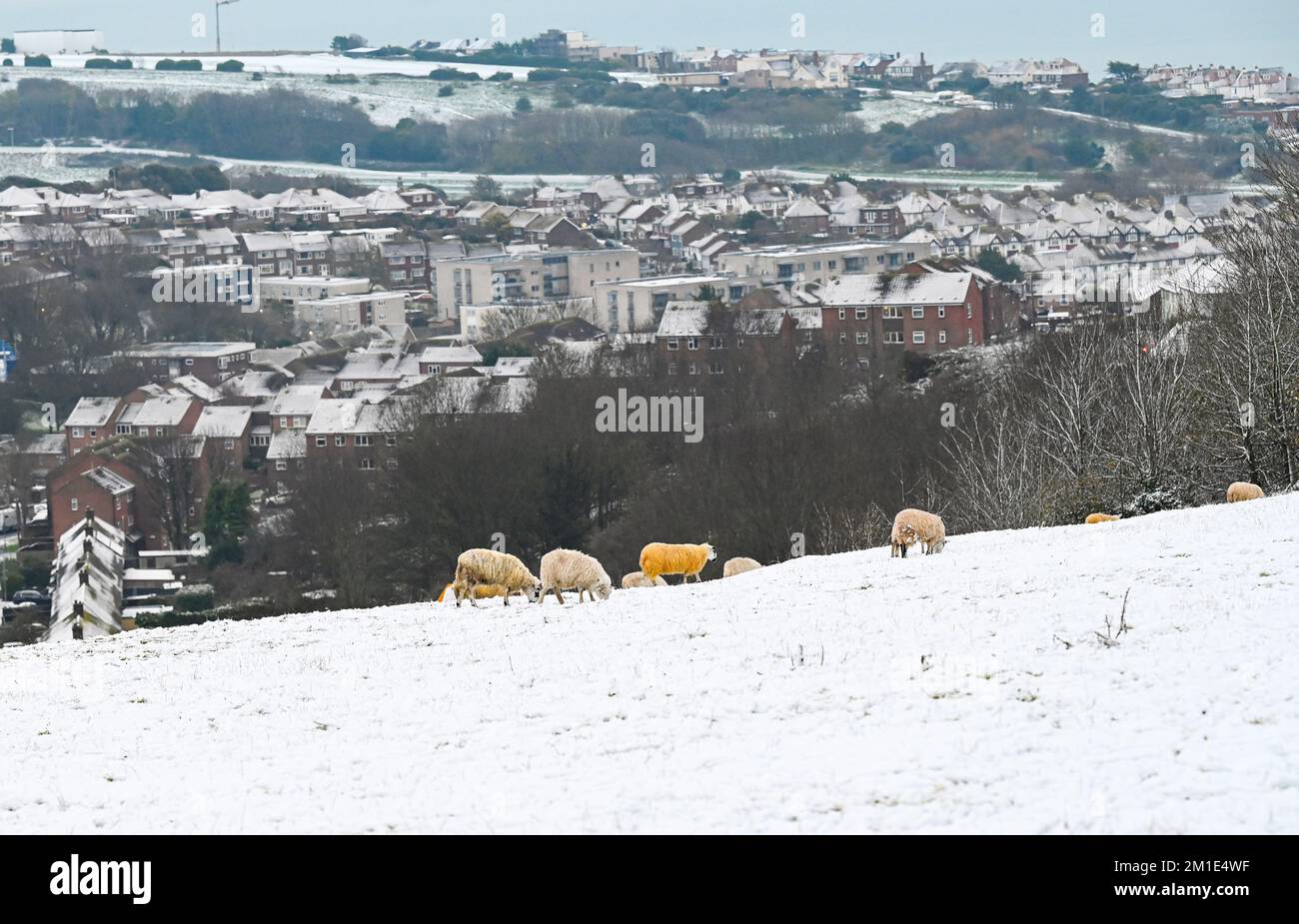 Brighton UK 12th December 2022 - Sheep graze in the snow near Brighton Racecourse this morning as the freezing weather is forecast to last for the next few days throughout Britain . : Credit Simon Dack / Alamy Live News Stock Photo