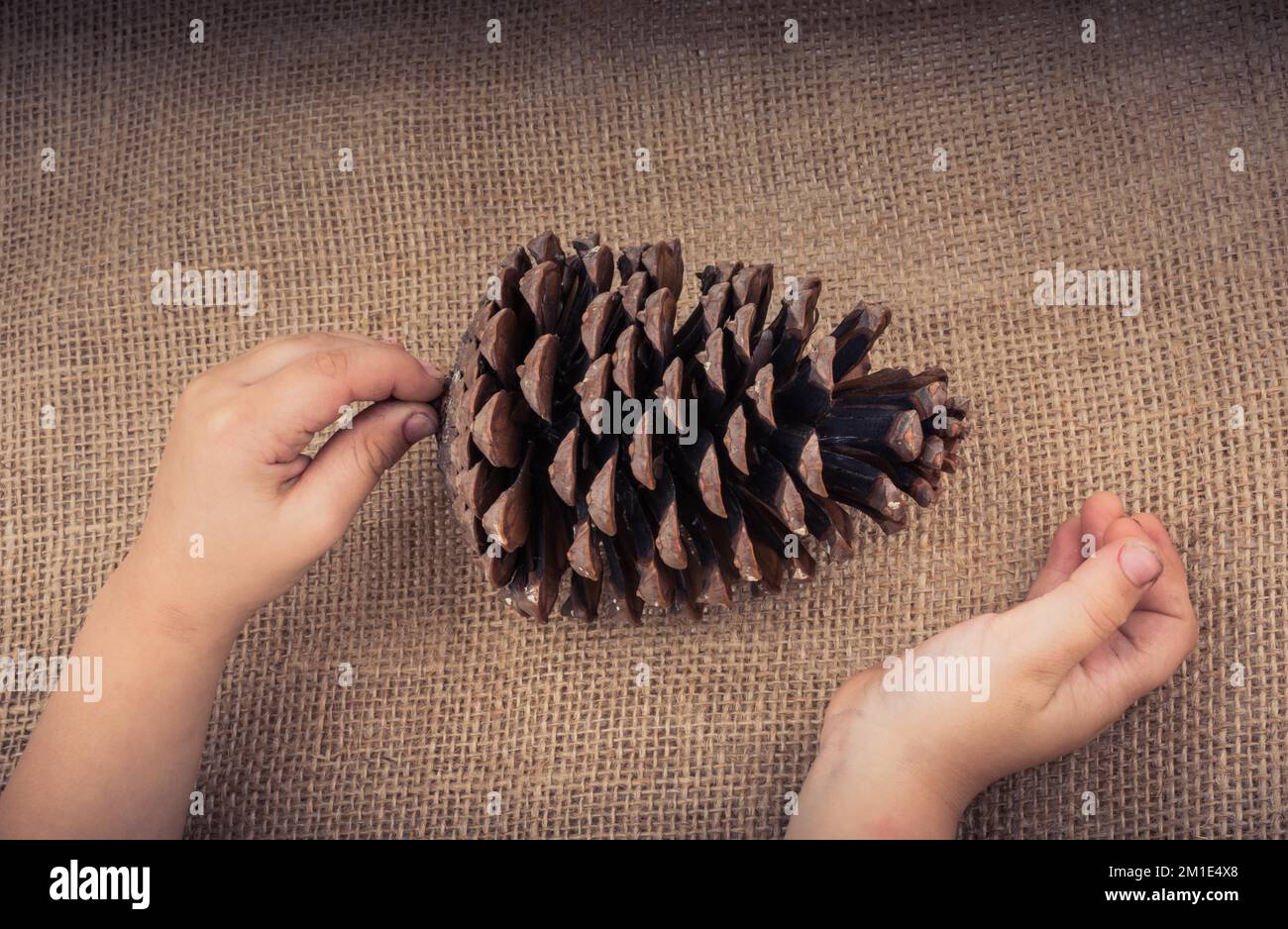 Hand holding pine cones on a canvas background Stock Photo