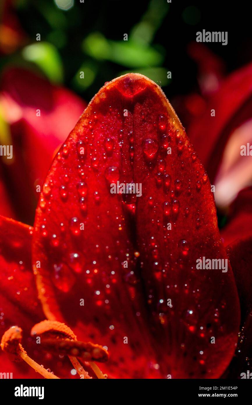 Blooming beautiful fresh lily flowers micro view Stock Photo