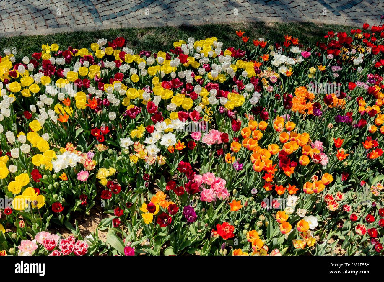 Blooming colorful tulip flowers in garden as floral background Stock ...