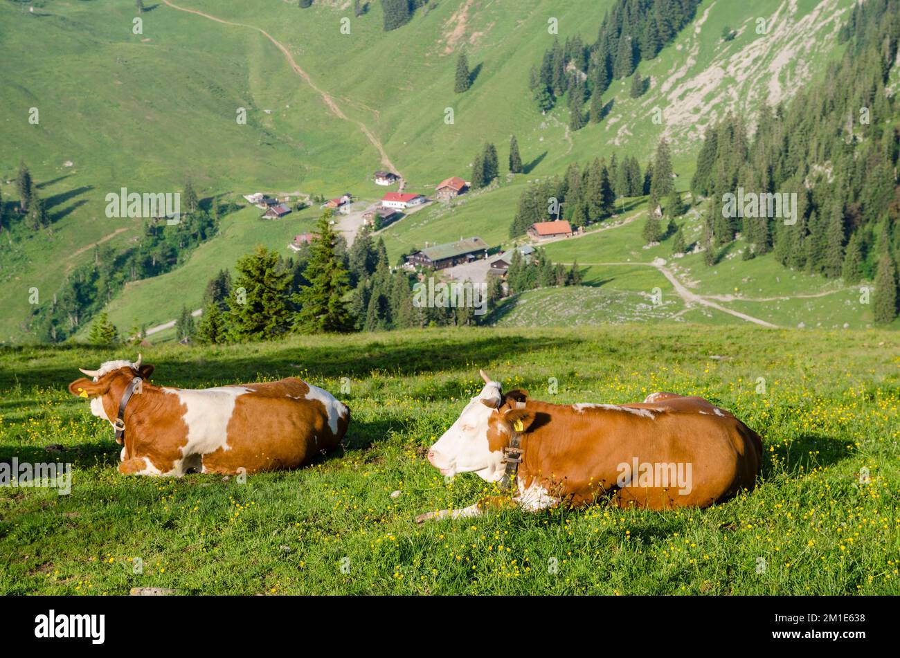 Two white cows resting hi-res stock photography and images - Alamy