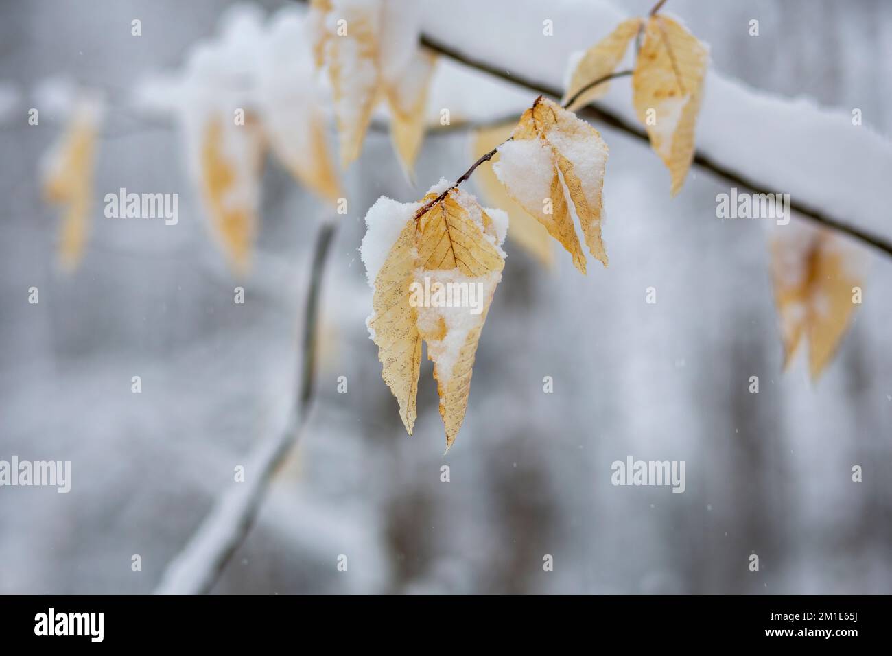The autumn leaves covered in snow Stock Photo - Alamy