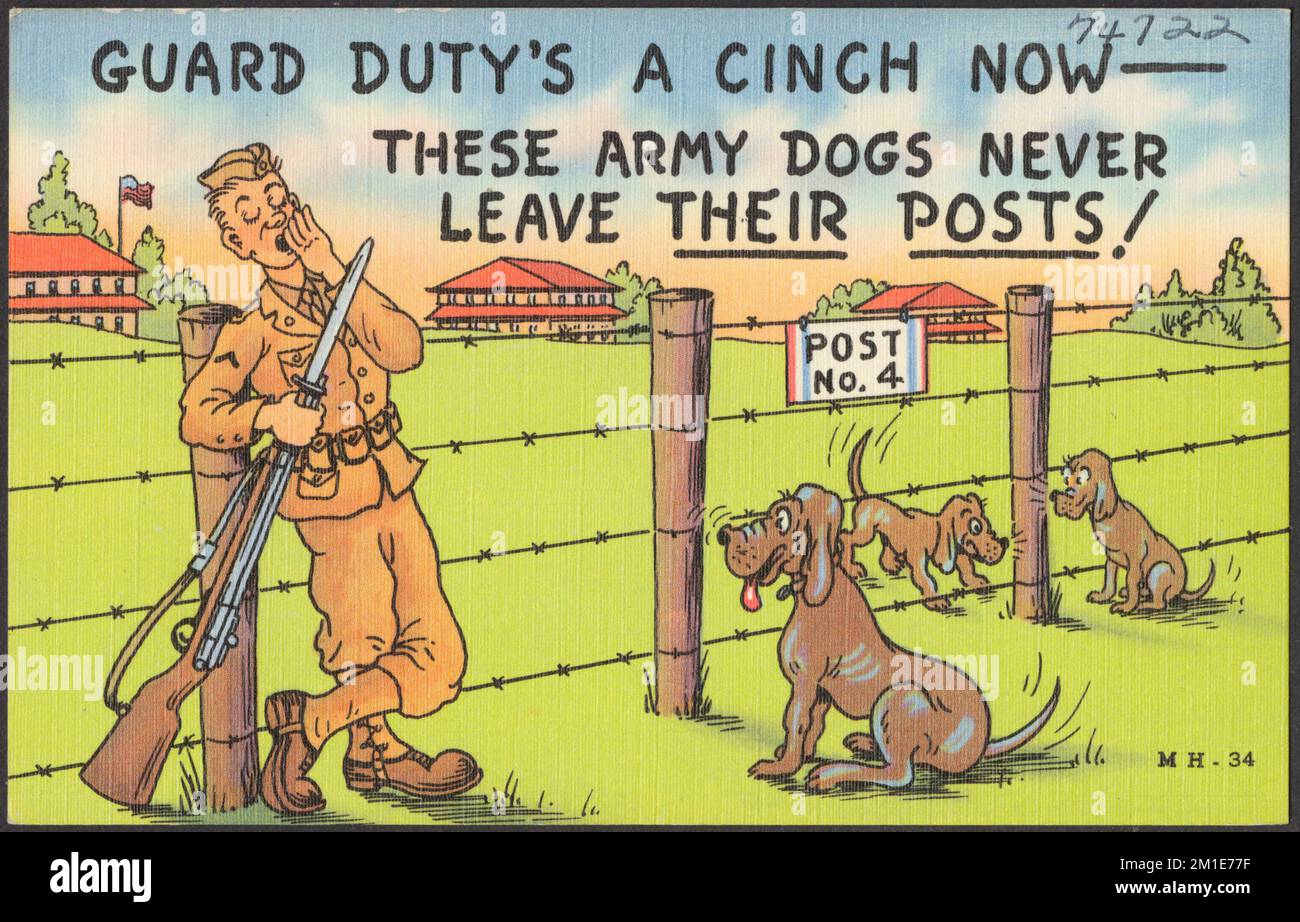 Guard duty's a cinch now - these army dogs never leave their posts! , Military personnel, Dogs, Guards, Bayonets, Tichnor Brothers Collection, postcards of the United States Stock Photo