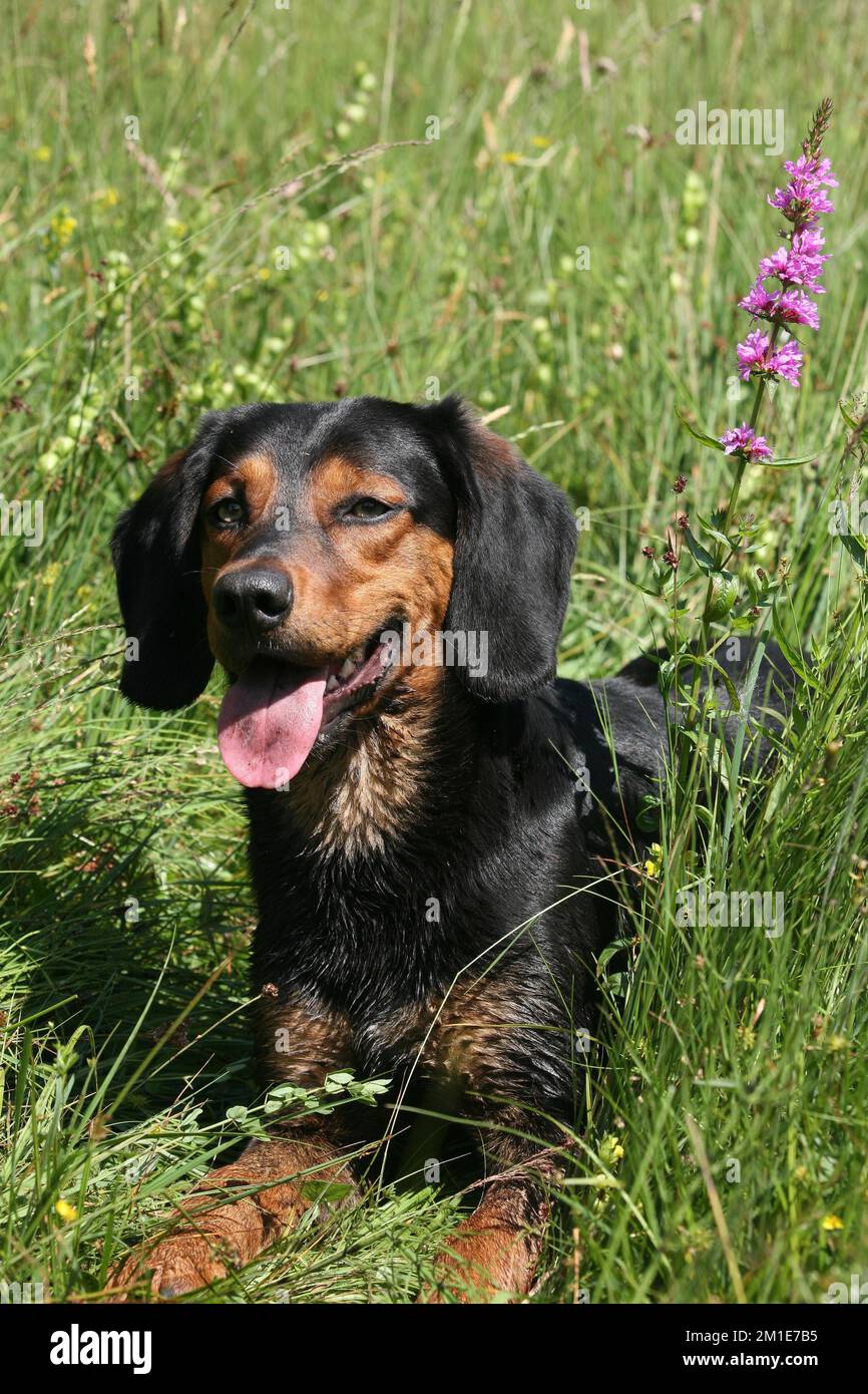 Hunting dog Tiroler Bracke, Allgäu, Bavaria, Germany, Europe Stock Photo