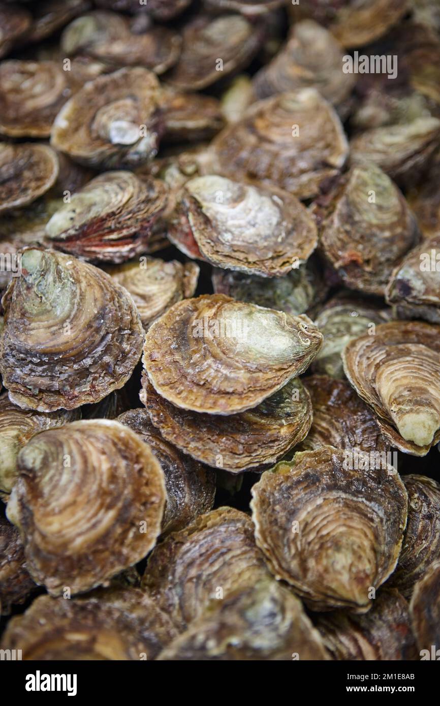 Oysters in Arcachon bay. Delicatessen see food in Aquitaine. France