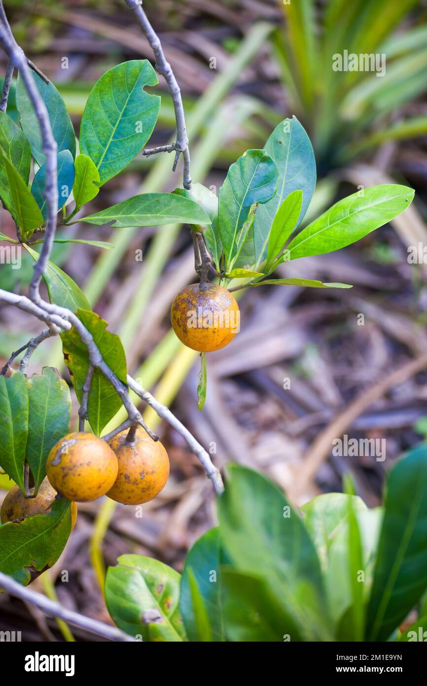 Native Gardenia fruit on the Atherton Tableland in Tropical North Queensland, Australia Stock Photo