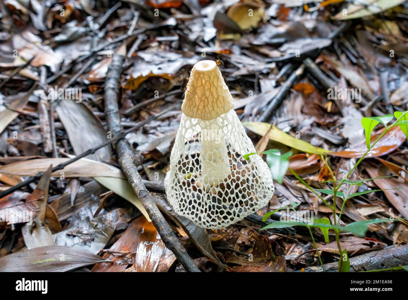 Phallus multicolor also known as a stinkhorn fungi, a tropical species, near Kuranda in Tropical North Queensland, Australia Stock Photo