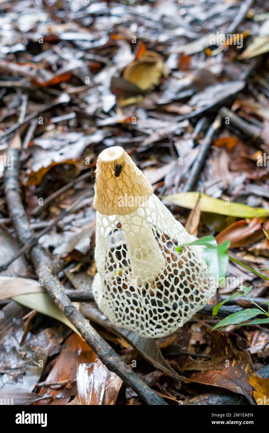 Phallus multicolor also known as a stinkhorn fungi, a tropical species, near Kuranda in Tropical North Queensland, Australia Stock Photo