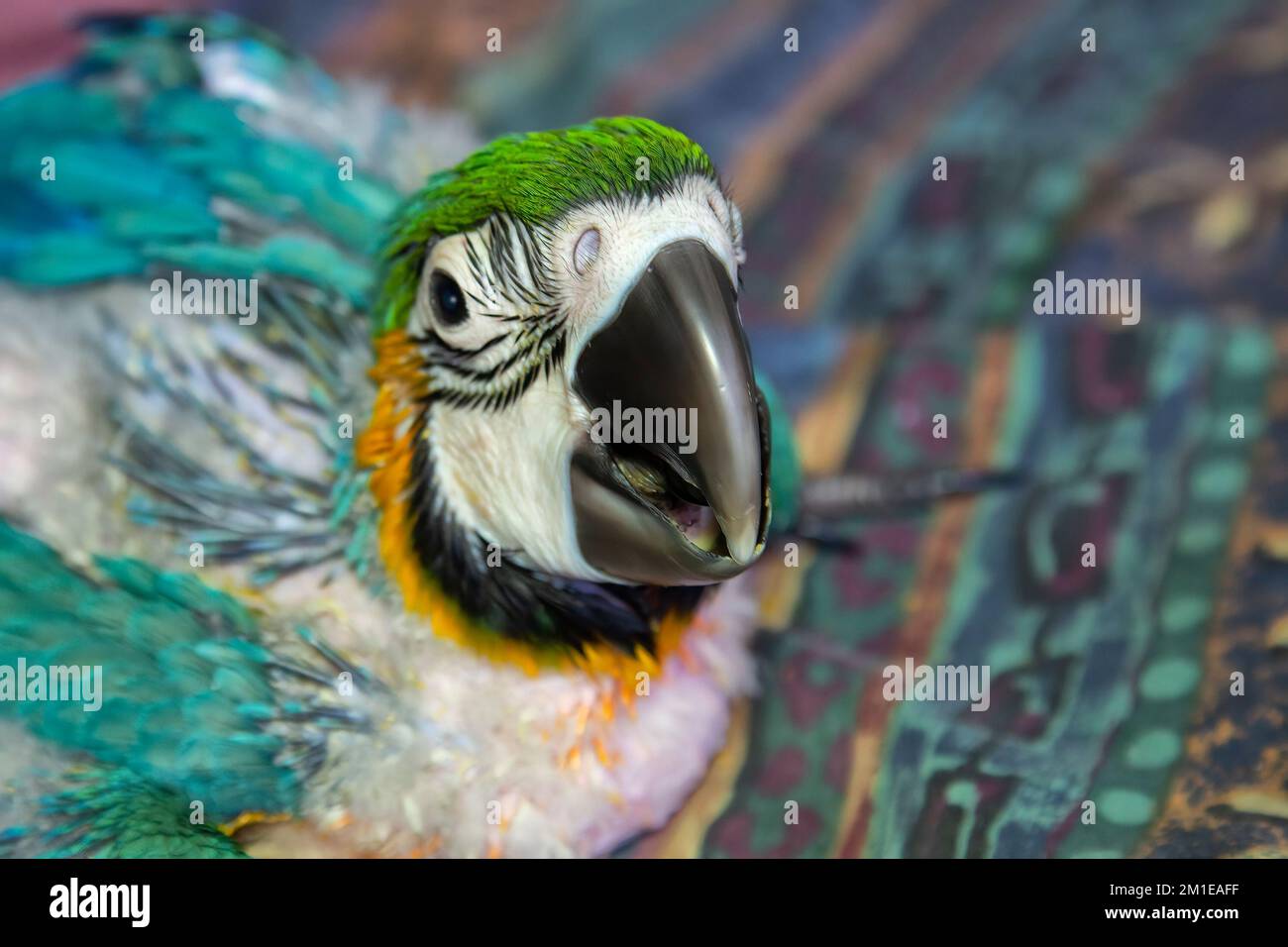 Hand reared baby Blue and Gold Macaw sitting on colourful couch Stock