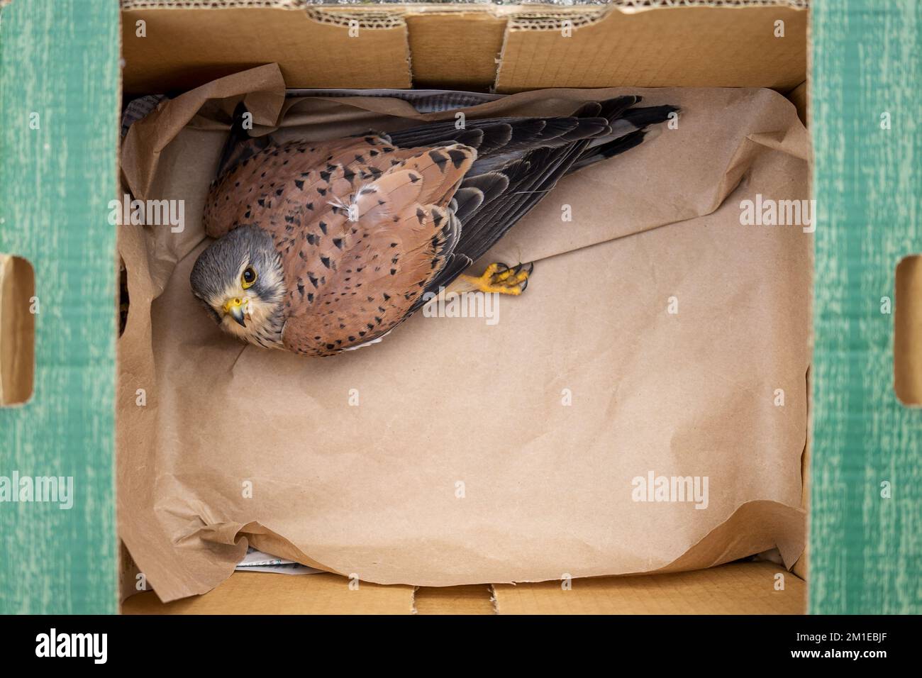 Injured bird in box hires stock photography and images Alamy