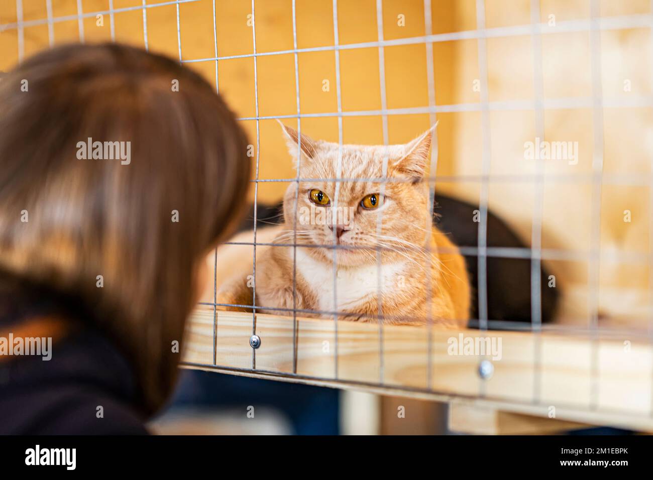 Lonely red cat in cage of shelter with sad look waiting owner, looks at visitors with hope Stock Photo
