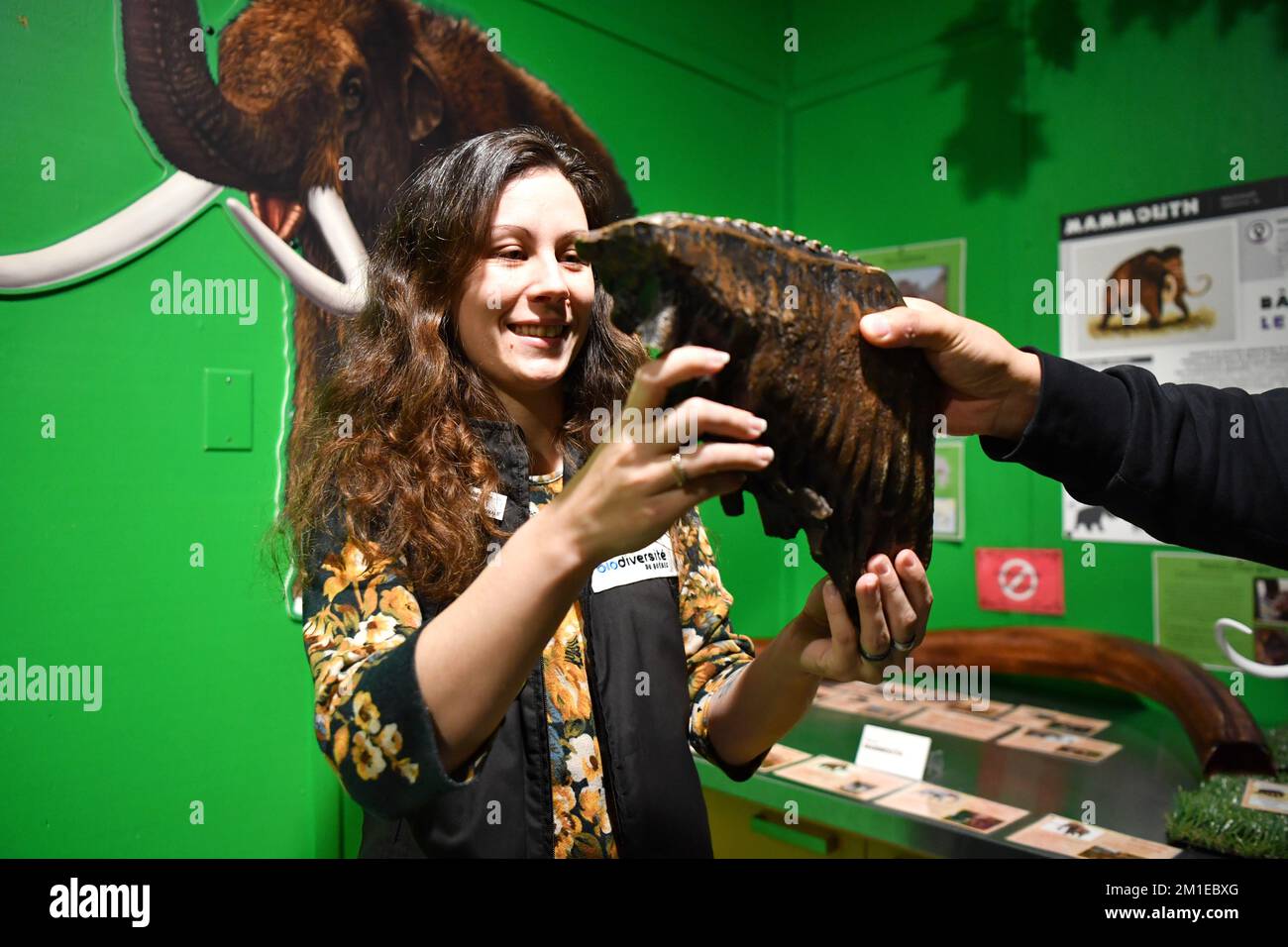 Becancour, Canada. 11th Dec, 2022. A staff member shows a duplicate of the mammoth's tooth at Quebec's Biodiversity Museum in Becancour, Canada, Dec. 11, 2022. Founded in 1997, Quebec's Biodiversity Museum is situated in Becancour, 150 km from Montreal, Canada. The second phase of the 15th meeting of the Conference of the Parties to the UN Convention on Biological Diversity (COP15) is held from Dec. 7 to 19 in Montreal, Canada's Quebec province. Credit: Lian Yi/Xinhua/Alamy Live News Stock Photo