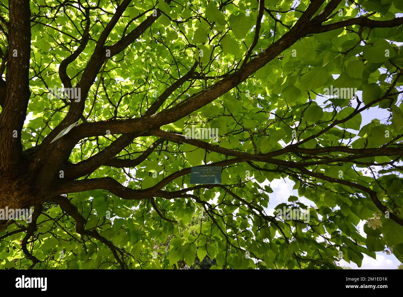 Tree Against Sunlight Walnut tree trunk under sun hi-res stock photography and images - Alamy