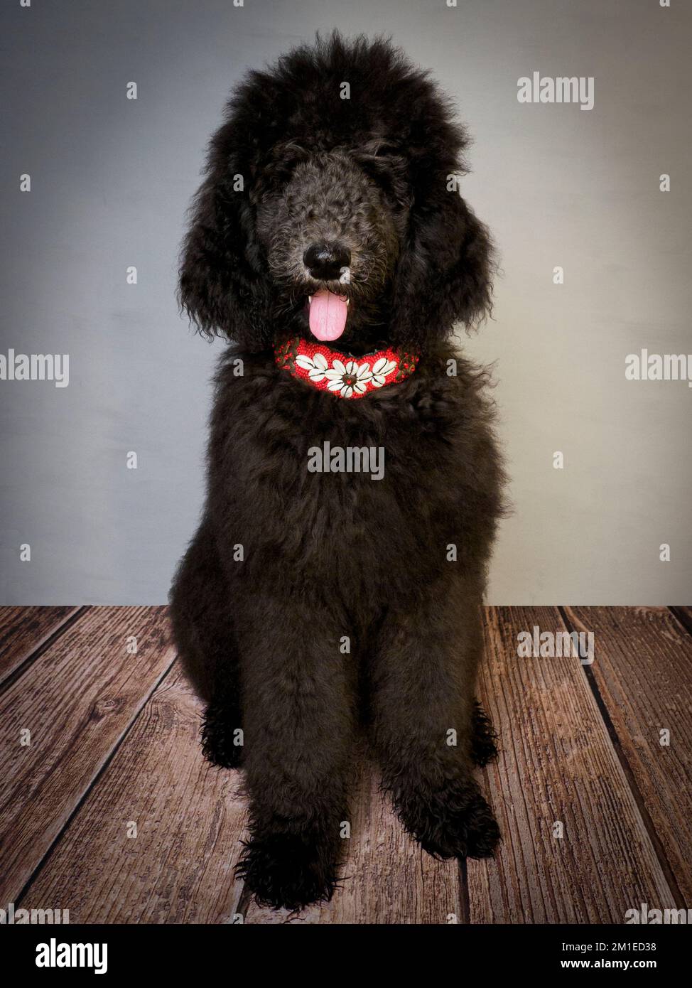Five month old Standard Poodle puppy wearing a decorative collar Stock