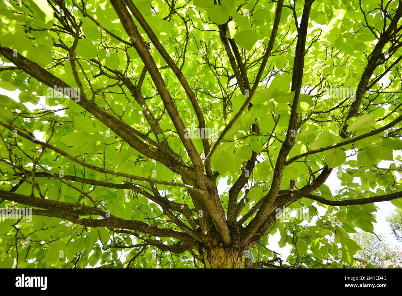 Tree Against Sunlight Walnut tree trunk under sun hi-res stock photography and images - Alamy