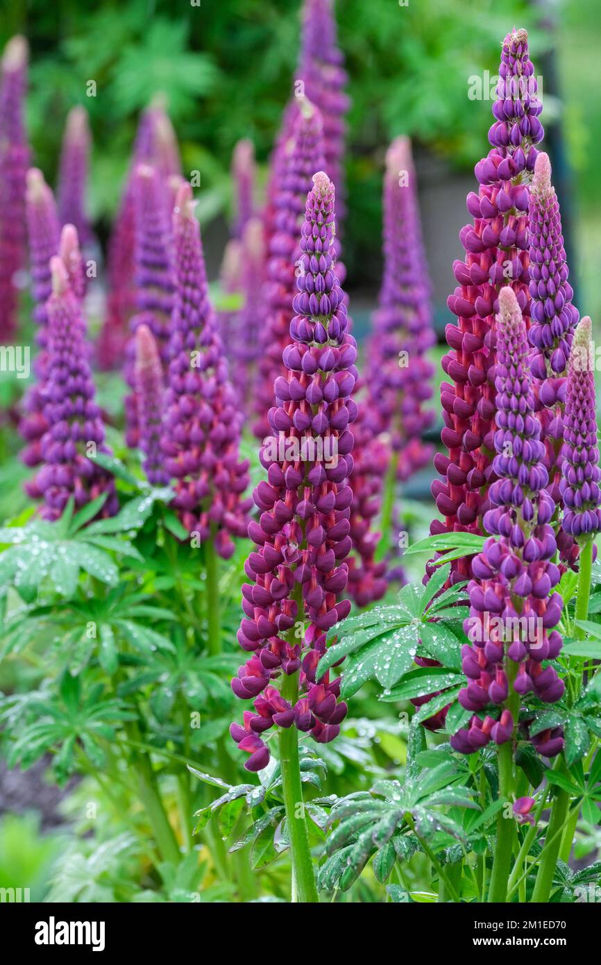 Lupinus 'Masterpiece', lupin 'Masterpiece' perennial, spikes of red-purple flowers, small orange fleck on the standards Stock Photo