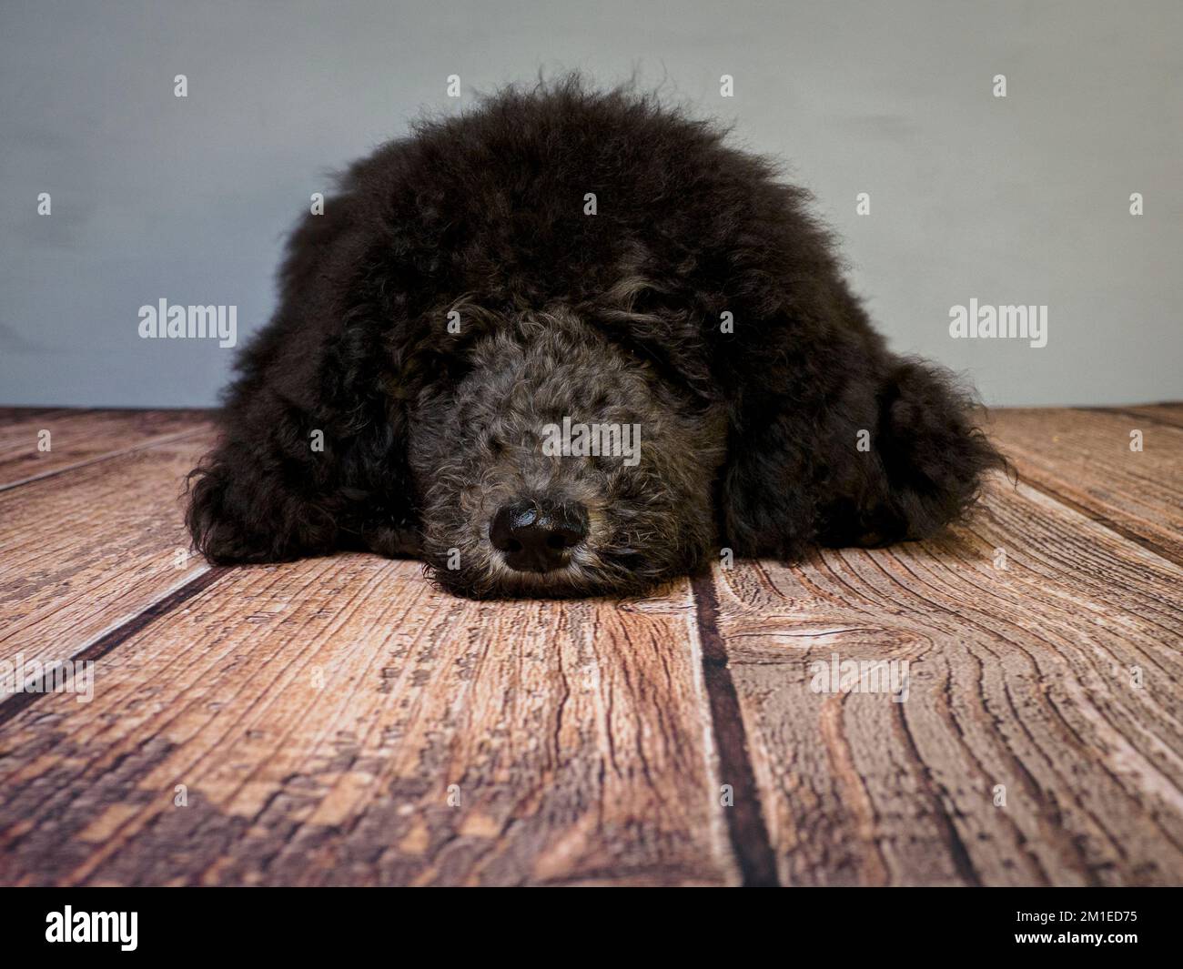 Five month old Blue Standard Poodle puppy laying on the floor Stock