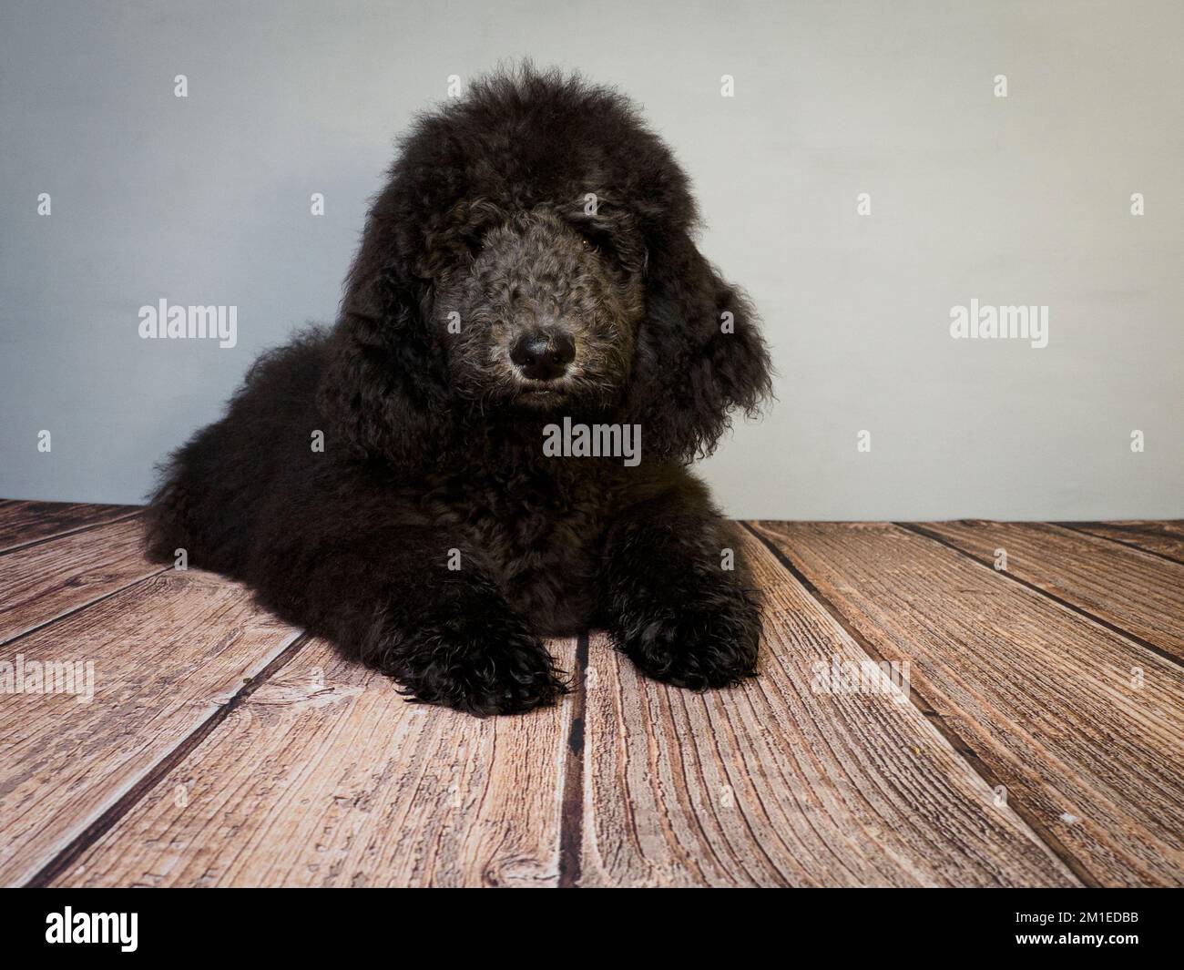Old dog laying down hi-res stock photography and images - Alamy