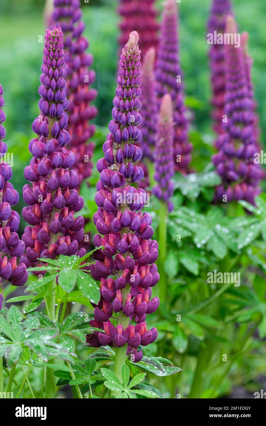 Lupinus 'Masterpiece', lupin 'Masterpiece' perennial, spikes of red-purple flowers, small orange fleck on the standards Stock Photo