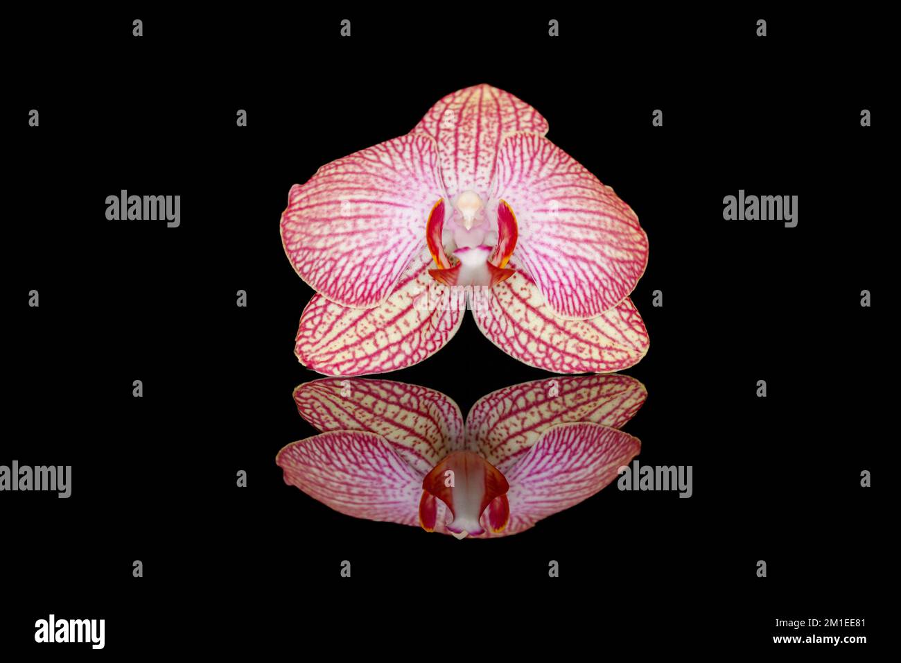 Phalaenopsis flora hires stock photography and images Alamy