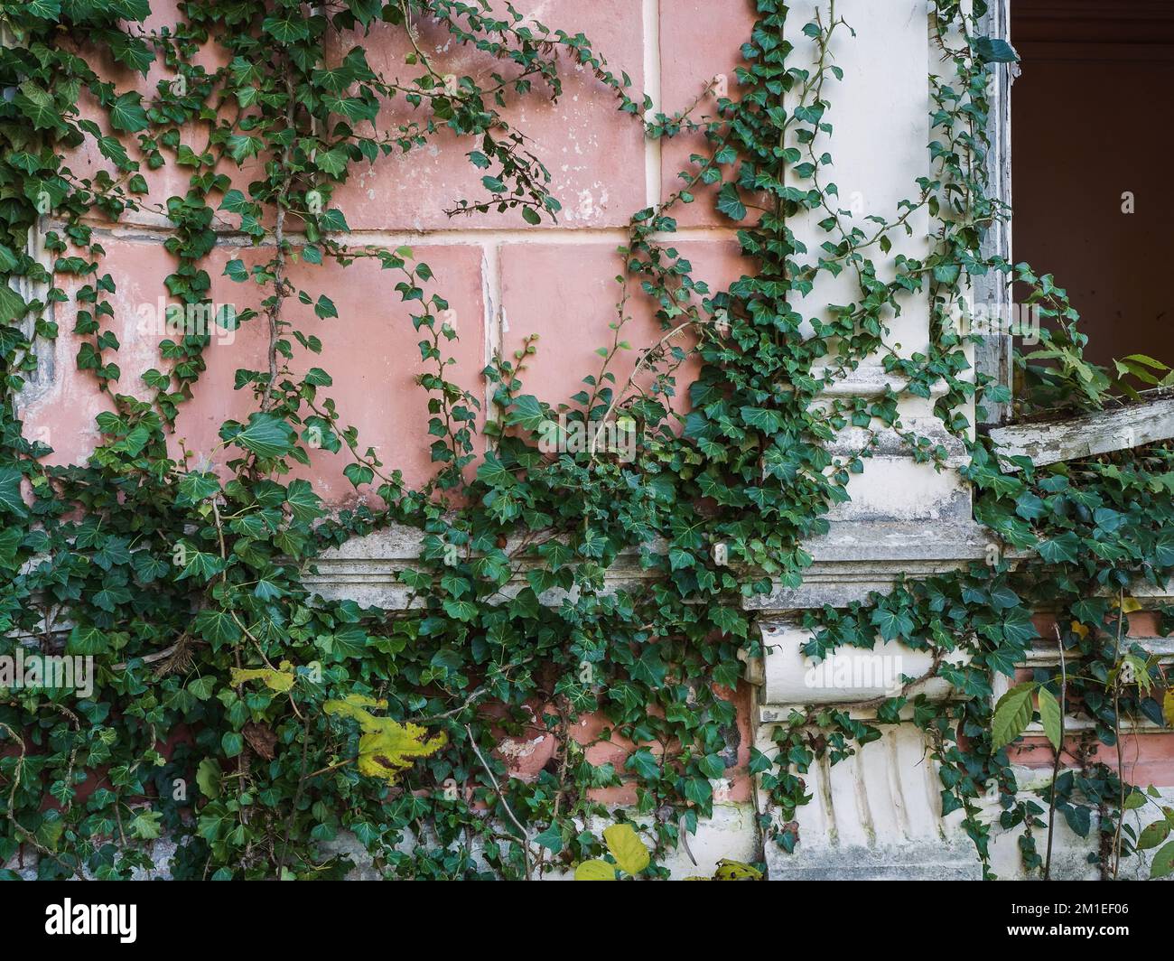 Wall of vintage abandoned building overgrown with green ivy and plants. Stock Photo
