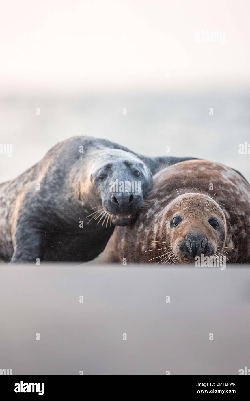 A hug between seals. Germany THESE INCREDIBLE images show a seal